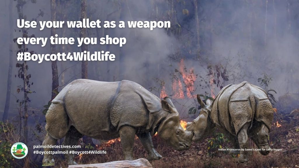 Indian Rhinoceros (Greater One-horned Rhino) Rhinoceros unicornis