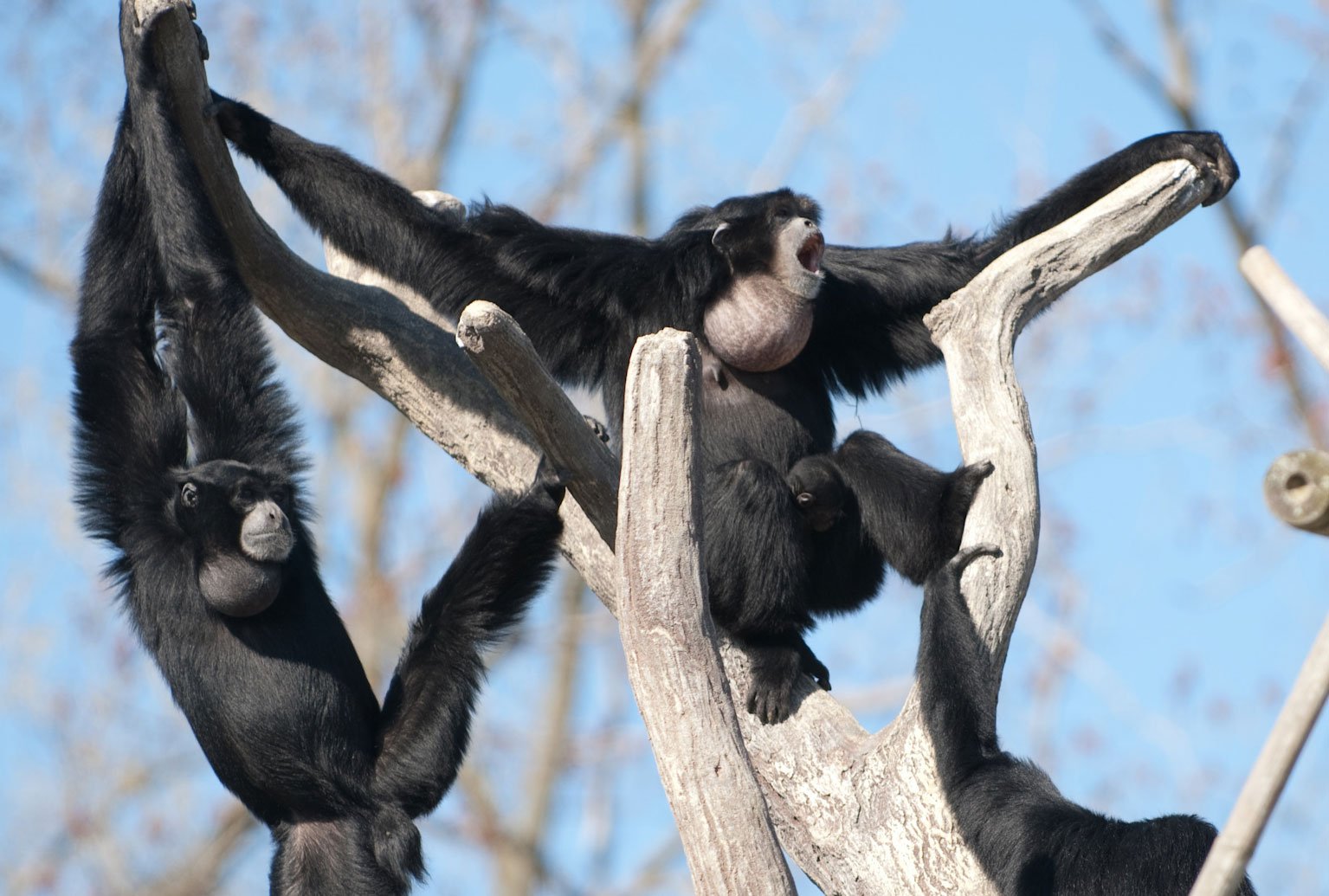 A group of siamangs are singing with their big throat sacks in a tree