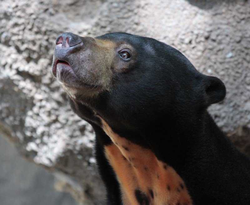 A beautiful and inquisitive sun bear