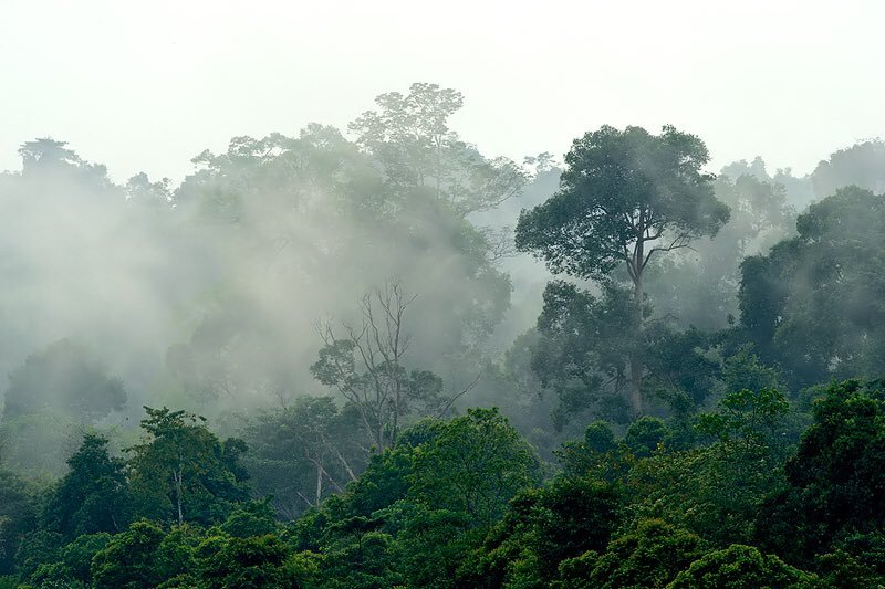 Untouched rainforest in Indonesia by wildlife photographer Craig Jones