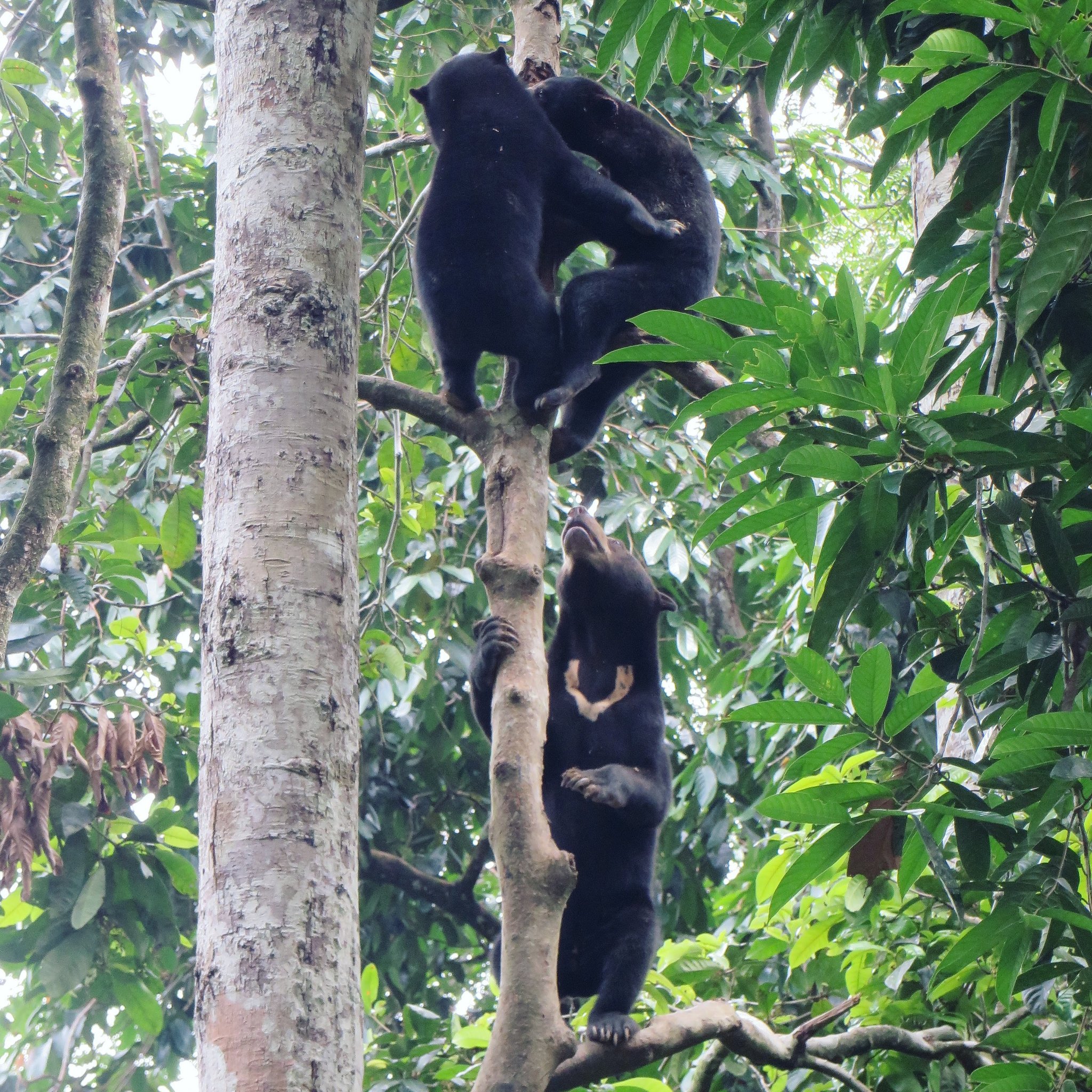 Sun bear mother and her babies climbing trees