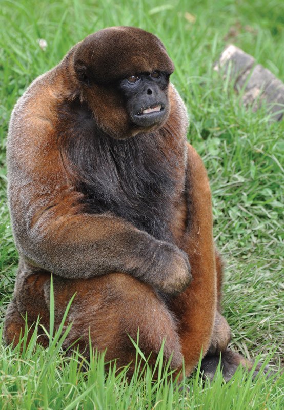 Woolly monkey of South America sitting down