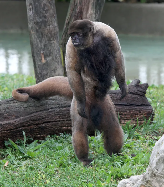 Woolly monkey of South America standing up