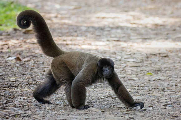 Woolly monkey of South America walking around
