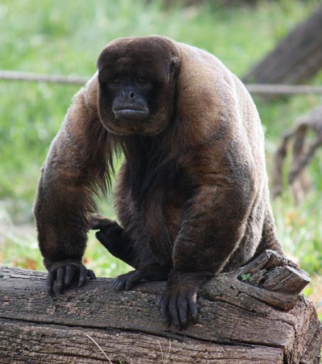 Woolly monkey of South America sitting down