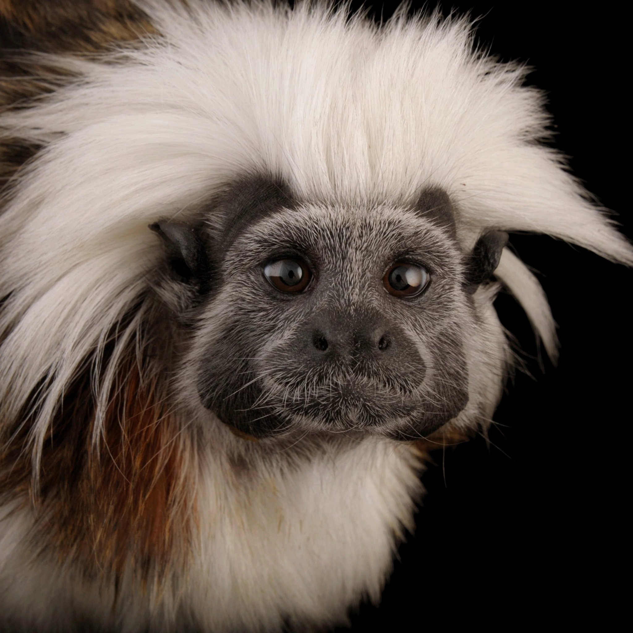 Cotton topped tamarin of South America
