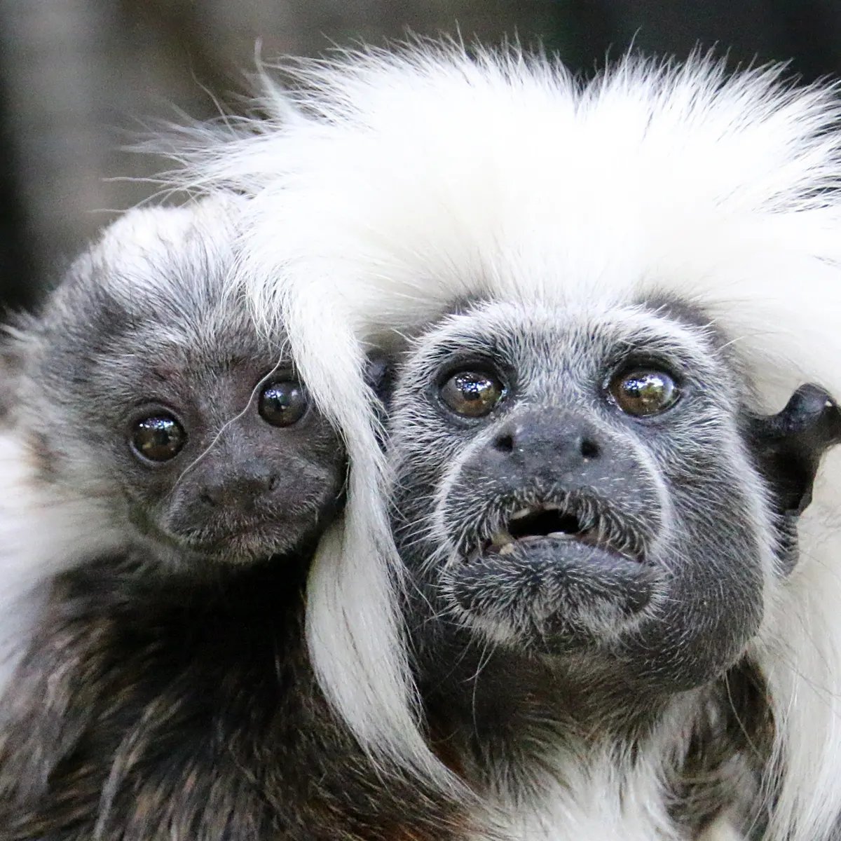 Cotton topped tamarin mother and baby are critically endangered in South America