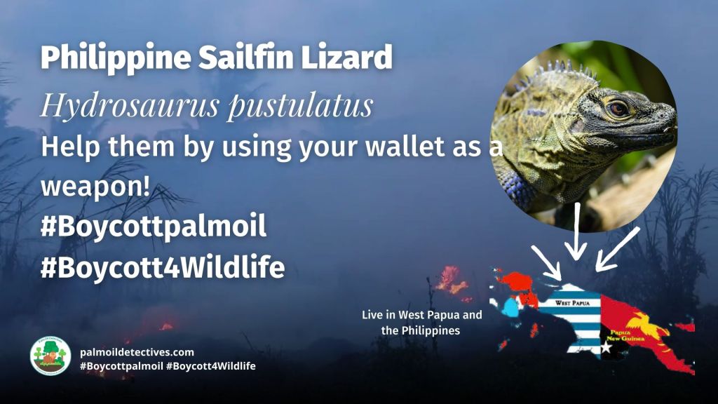 Philippine Sailfin Lizard Hydrosaurus pustulatus - Asia