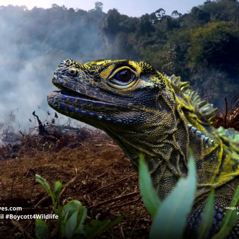 Philippine Sailfin Lizard Hydrosaurus&nbsp;pustulatus