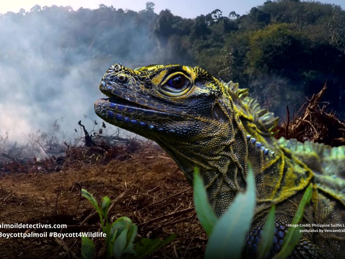 Philippine Sailfin Lizard Hydrosaurus&nbsp;pustulatus