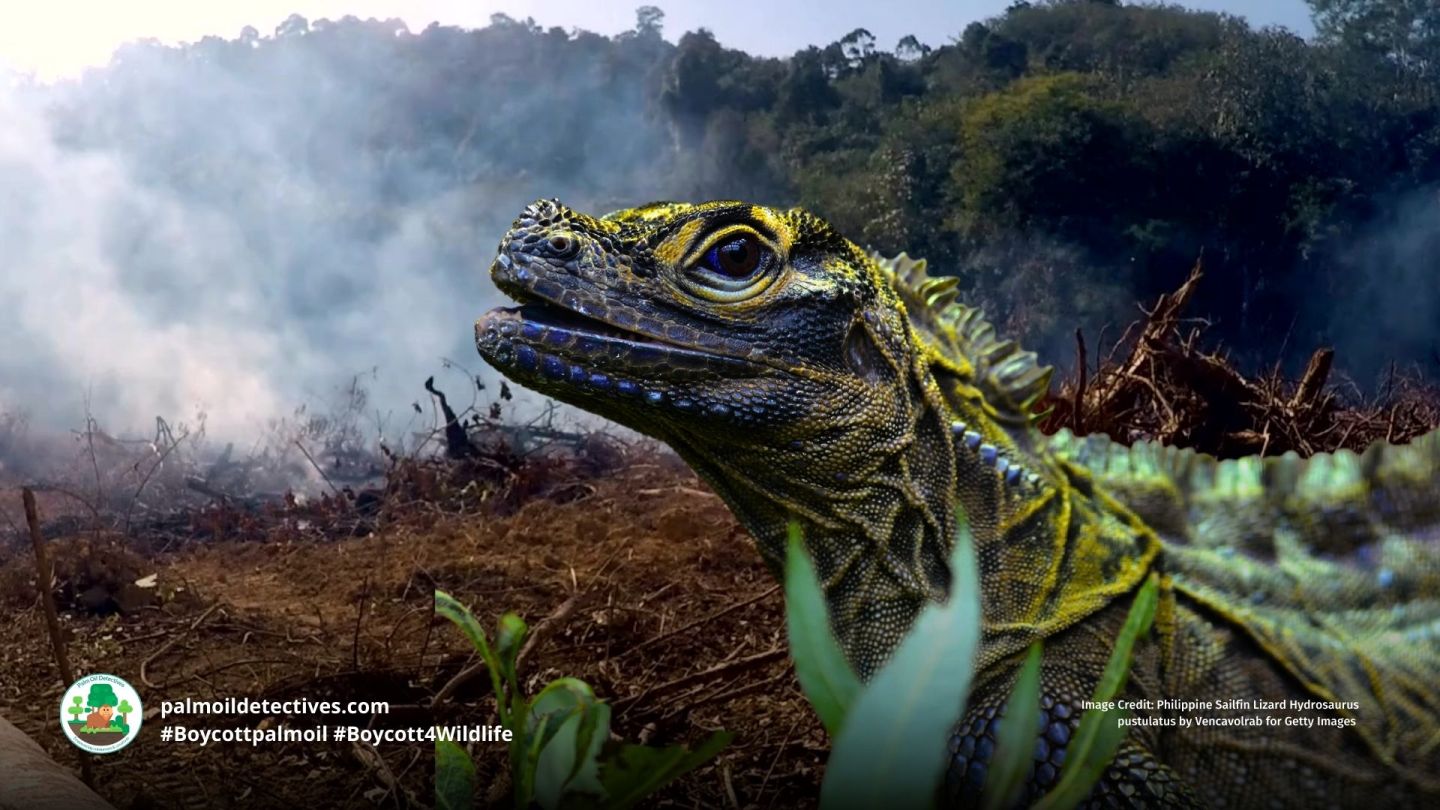 Lizard Palm Philippine Sailfin Lizard Hydrosaurus pustulatus – Palm Oil Detectives