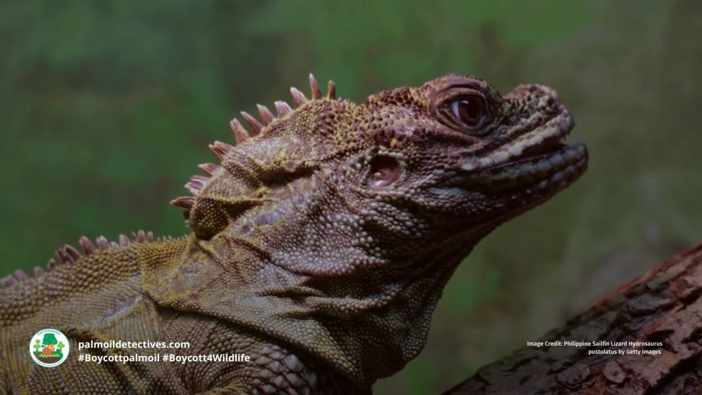 Philippine Sailfin Lizard Hydrosaurus pustulatus - Asia