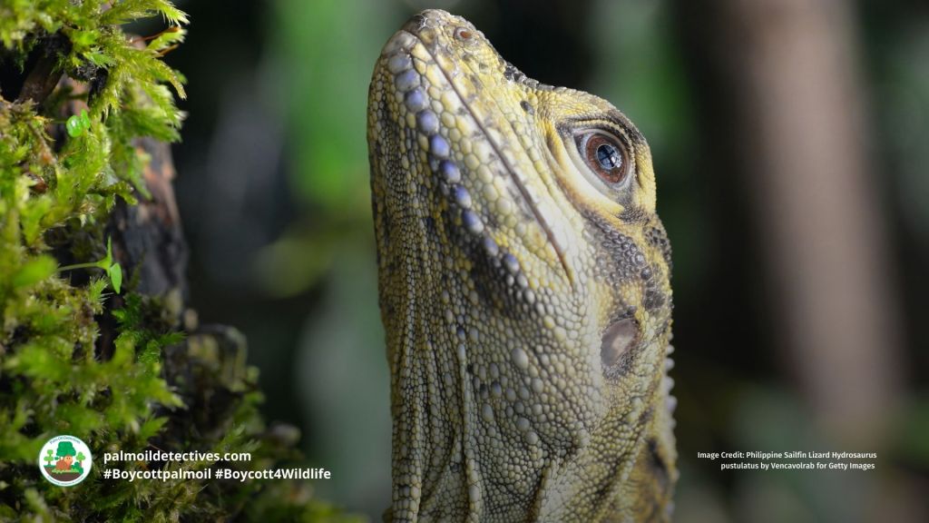 Philippine Sailfin Lizard Hydrosaurus pustulatus - Asia
