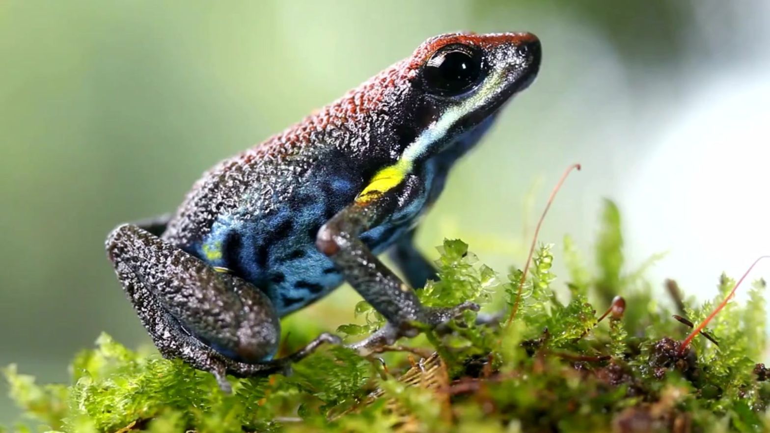 Rethinking Climate and Extinction Crises - rainforest frog