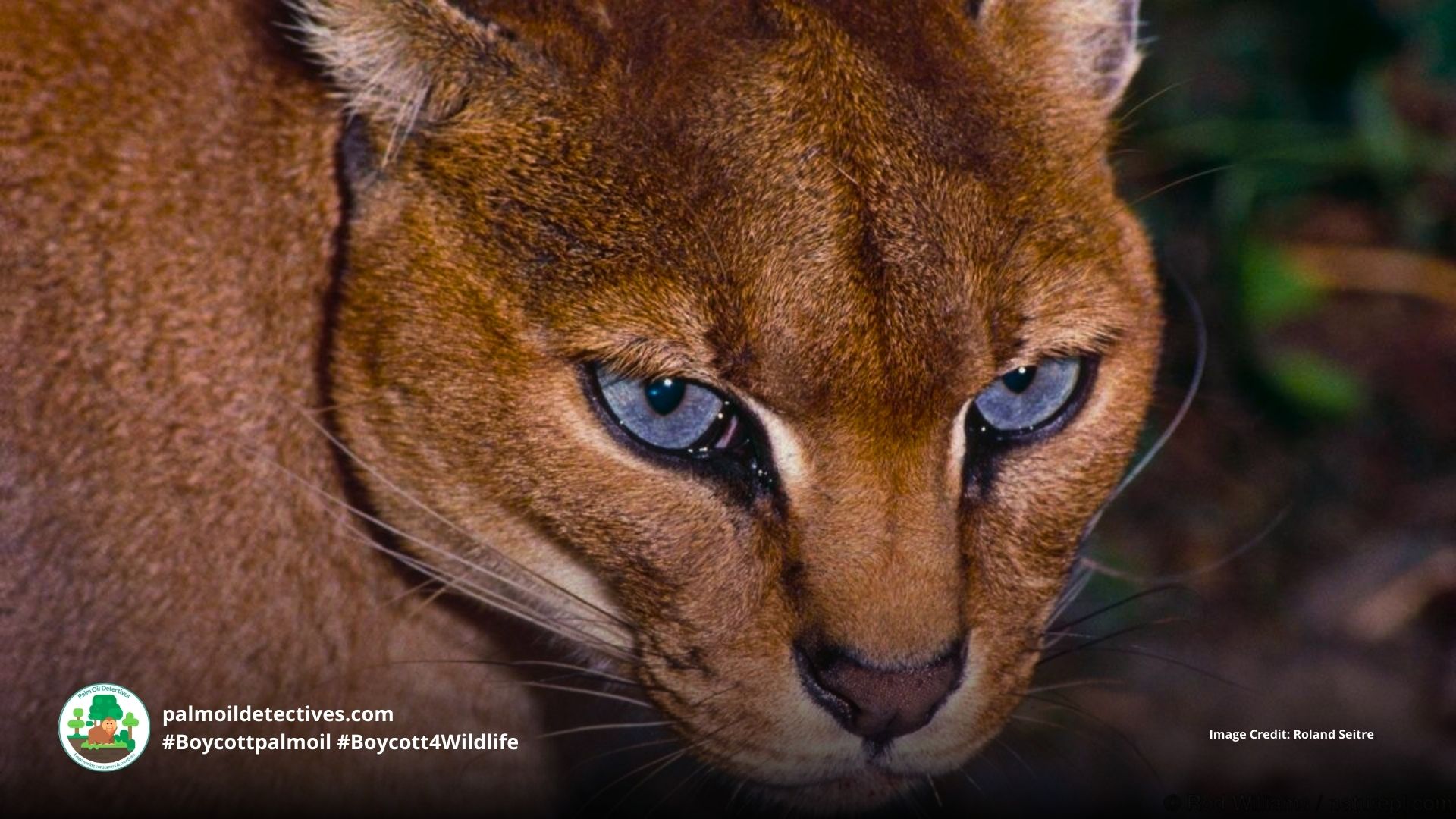 African Golden Cat Caracal aurata - Africa, close up of face #Boycottpalmoil #Boycott4Wildlife 