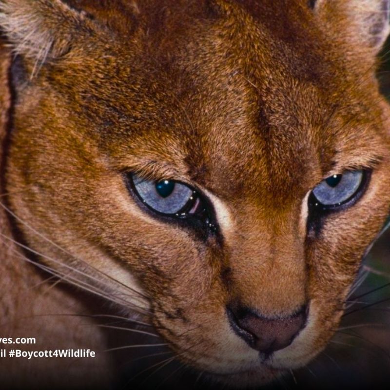 African Golden Cat Caracal&nbsp;aurata