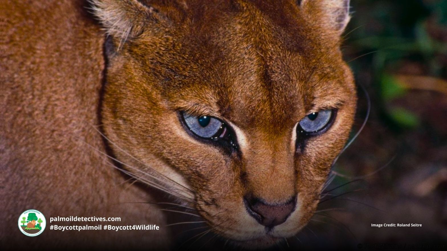 African Golden Cat Caracal aurata - Africa, close up of face #Boycottpalmoil #Boycott4Wildlife