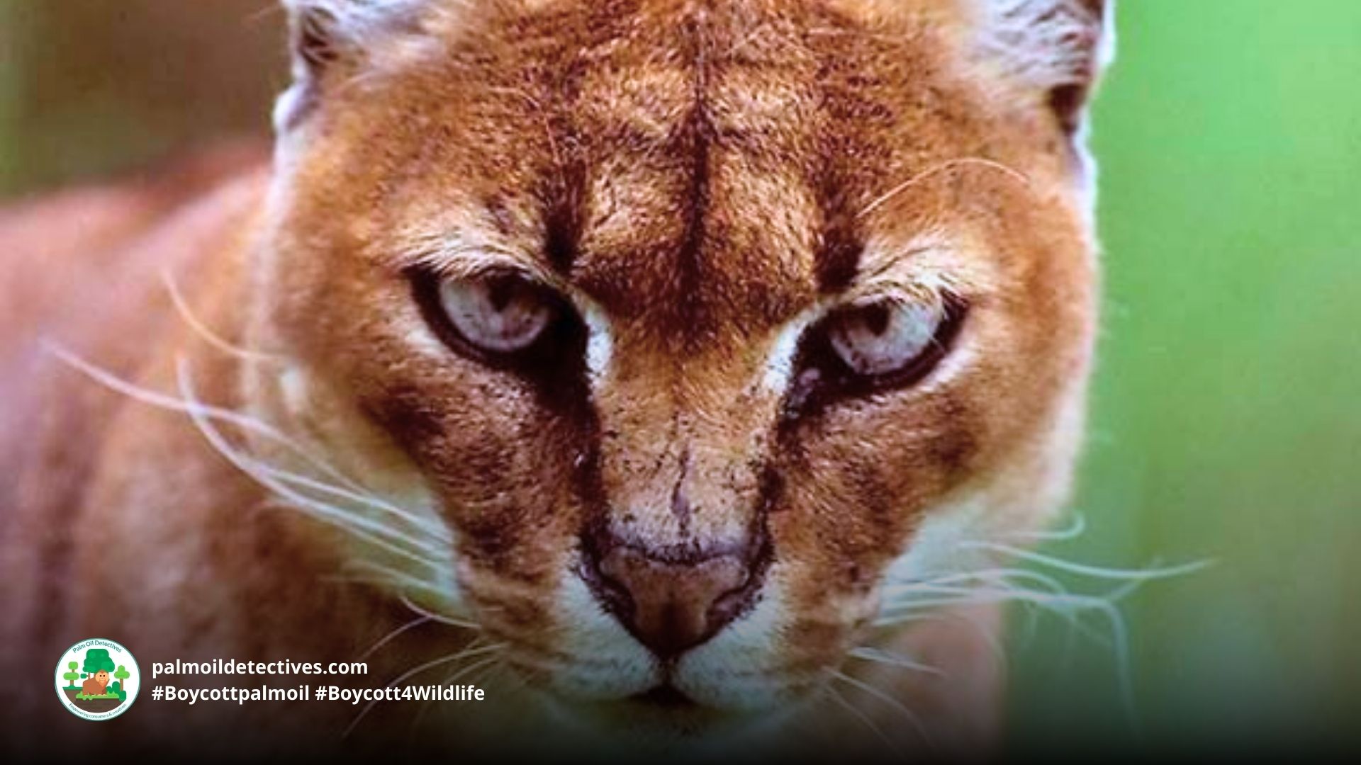 African Golden Cat Caracal aurata - Africa, close up of face #Boycottpalmoil #Boycott4Wildlife 