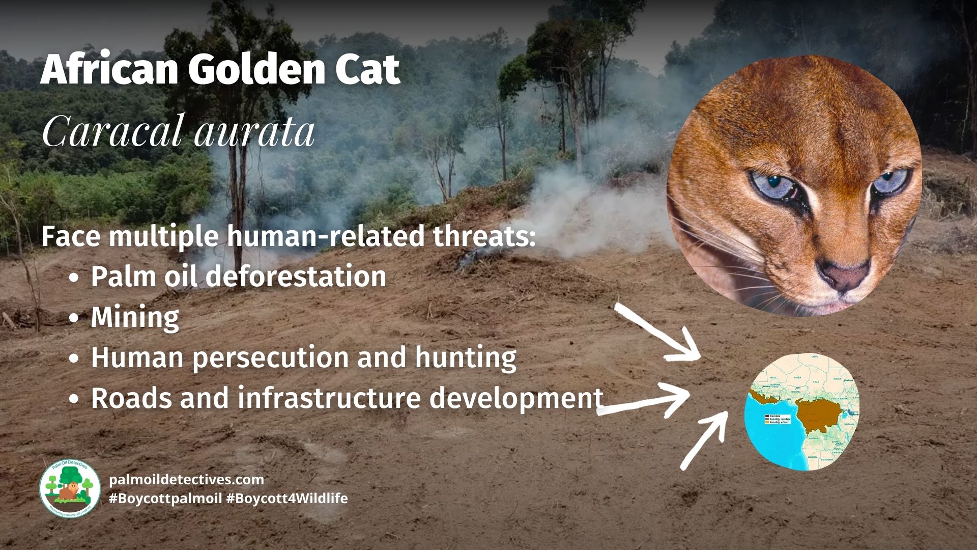 African Golden Cat Caracal aurata - Africa threats #Boycottpalmoil #Boycott4Wildlife 