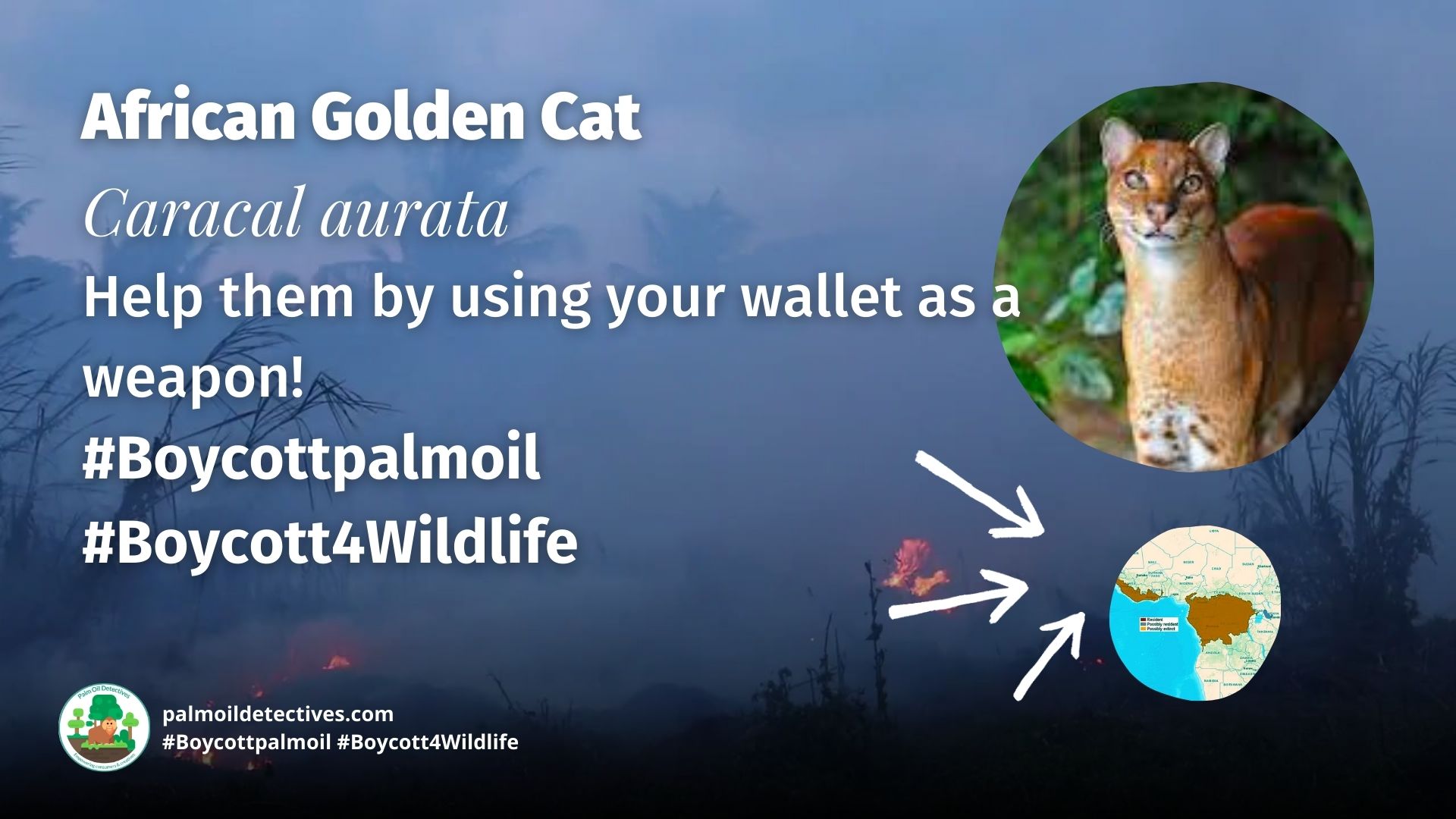 African Golden Cat Caracal aurata - Africa #Boycottpalmoil #Boycott4Wildlife 