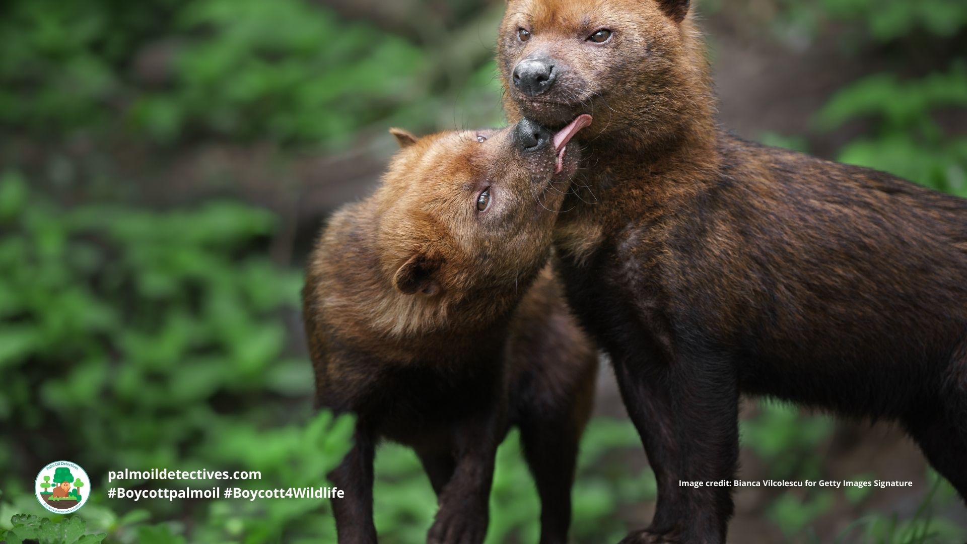 Bush Dog Speothos venaticus - South America play fighting. #Boycottpalmoil #Boycott4Wildlife