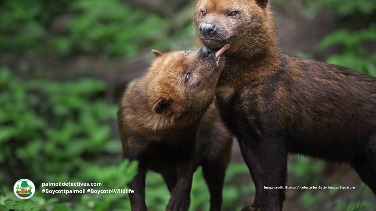 Bush Dog Speothos&nbsp;venaticus