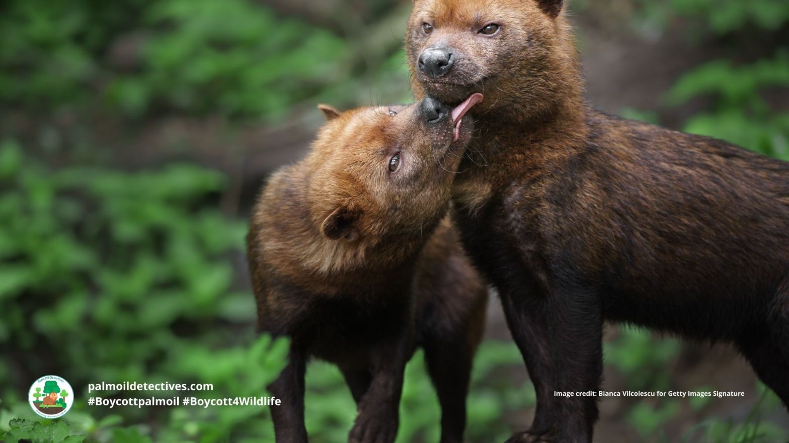 Bush Dog Speothos venaticus - South America play fighting. #Boycottpalmoil #Boycott4Wildlife