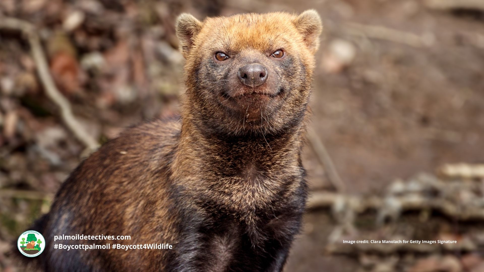 Bush Dog Speothos venaticus - South America up close and curious looking. #Boycottpalmoil #Boycott4Wildlife