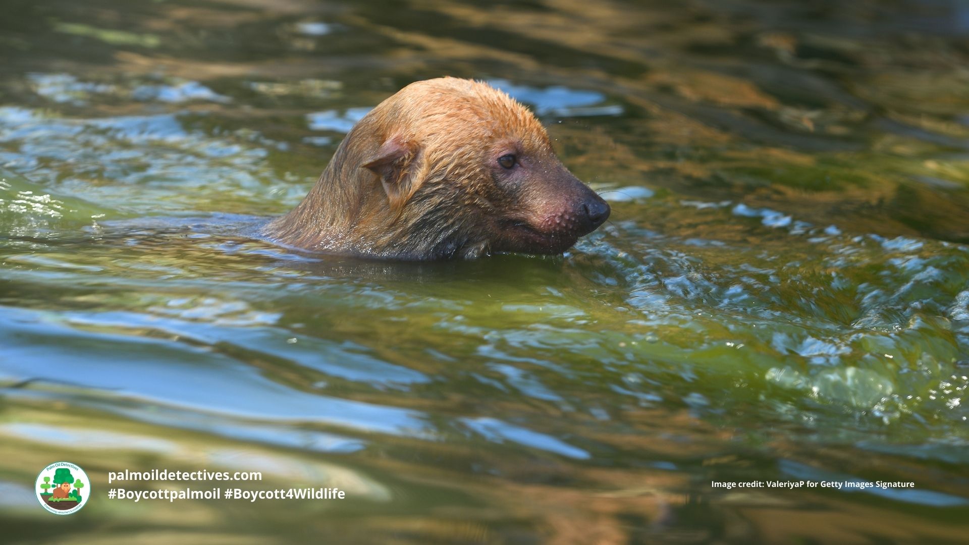 Bush Dog Speothos venaticus - South America, swimming with their webbed feet. #Boycottpalmoil #Boycott4Wildlife