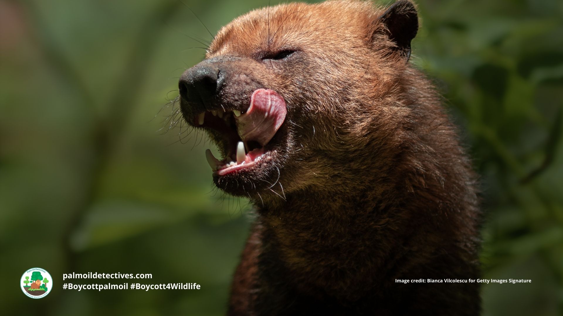 Bush Dog Speothos venaticus - South America, licking his lips during a meal. #Boycottpalmoil #Boycott4Wildlife