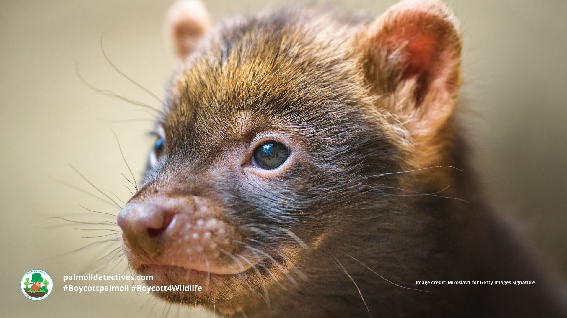 Bush Dog Speothos venaticus - South America, young pup. #Boycottpalmoil #Boycott4Wildlife