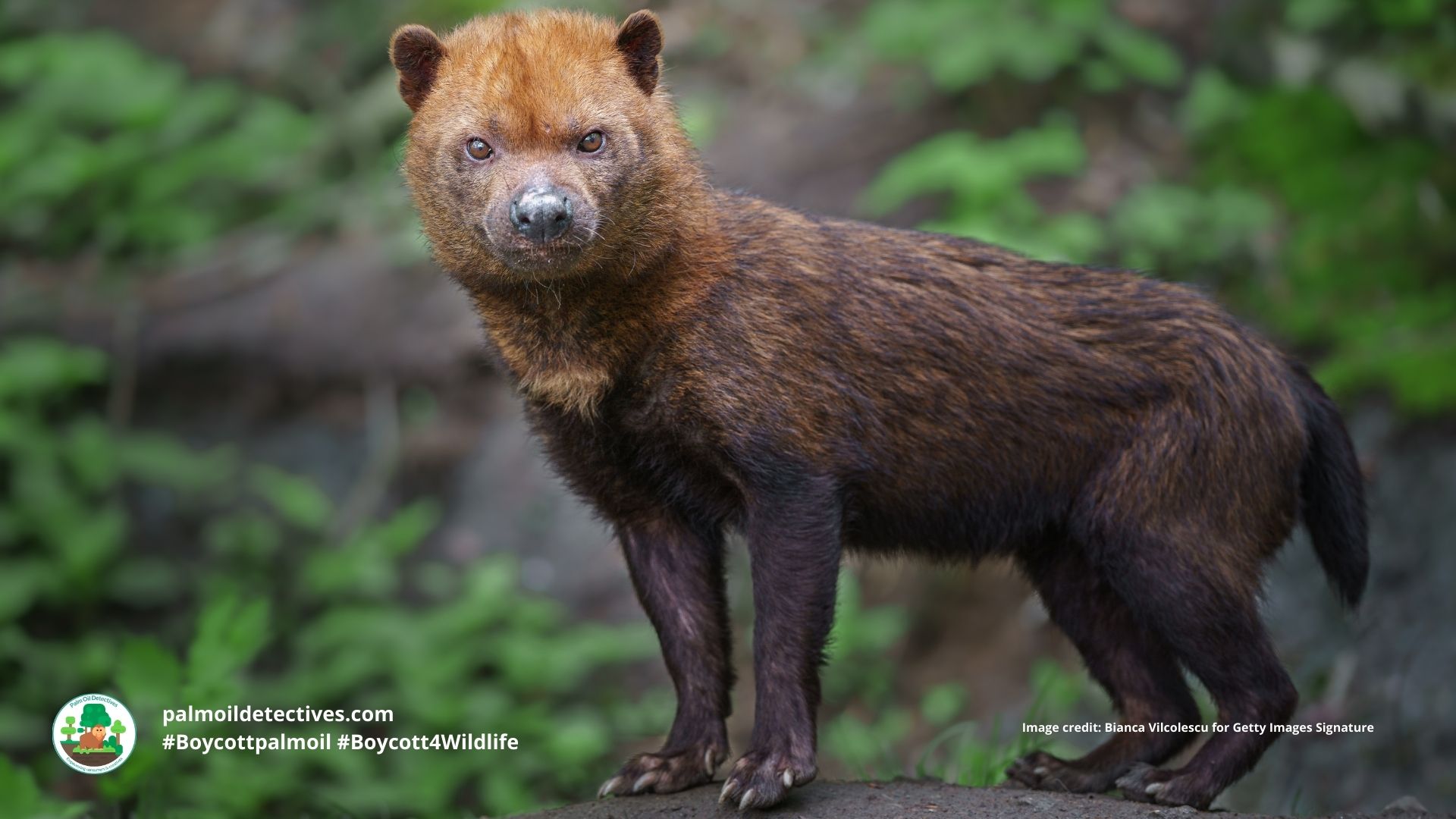 Bush Dog Speothos venaticus - South America, curious pose. #Boycottpalmoil #Boycott4Wildlife