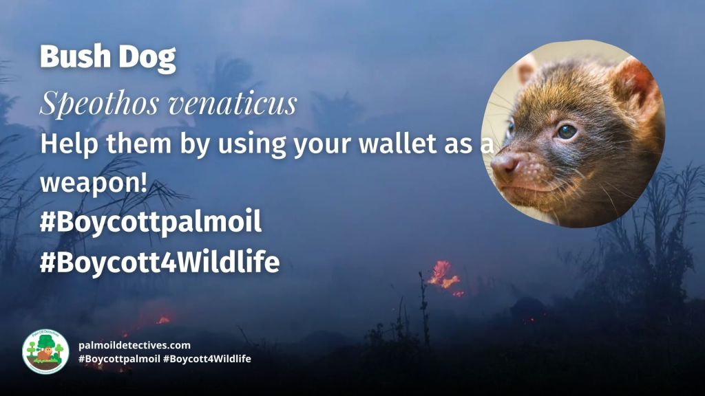 Bush Dog Speothos venaticus - South America #Boycottpalmoil #Boycott4Wildlife