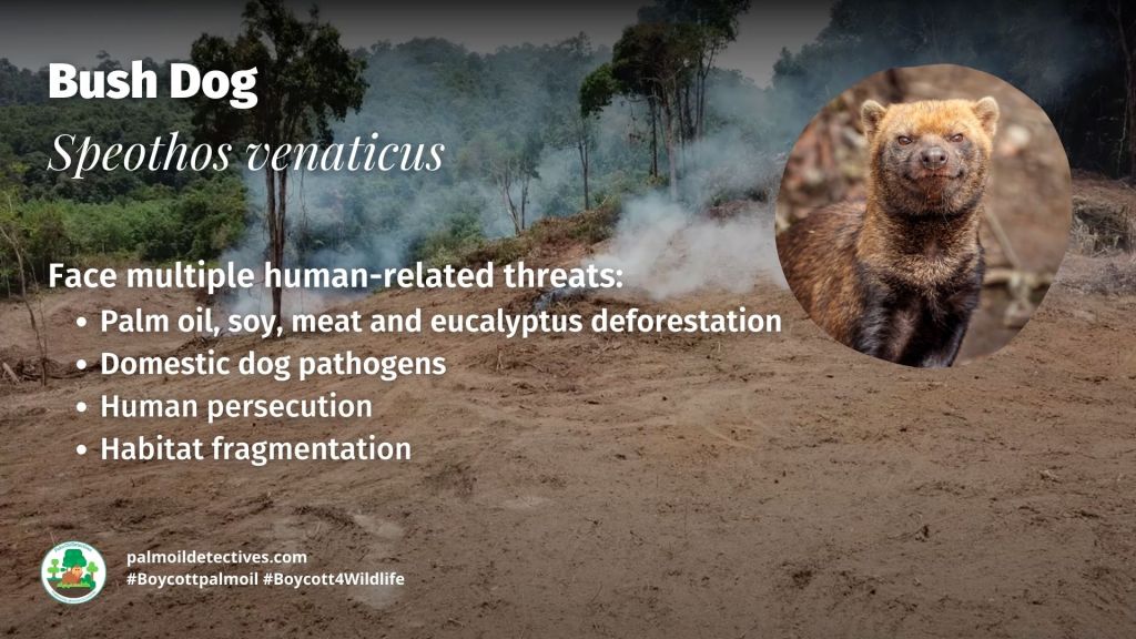 Bush Dog Speothos venaticus - South America #Boycottpalmoil #Boycott4Wildlife