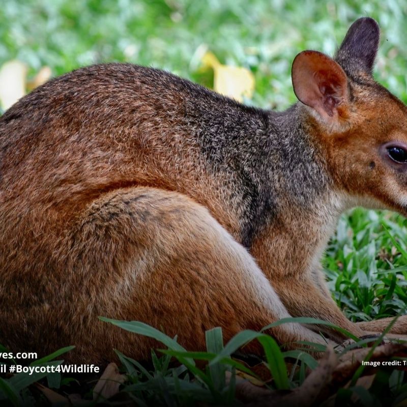 Dusky Pademelon Thylogale&nbsp;brunii