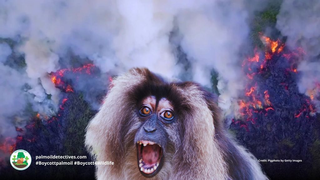 Lion-tailed Macaque Macaca silenus - Asia India #Boycottpalmoil #Boycott4Wildlife 