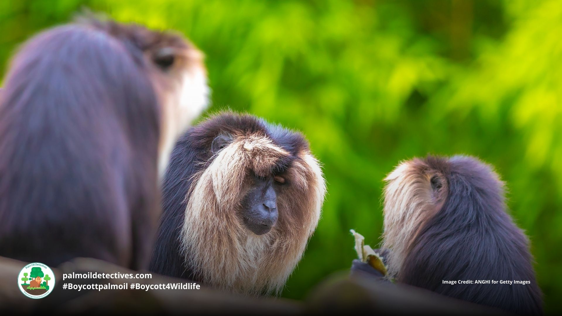 Lion-tailed Macaque Macaca silenus - Asia India #Boycottpalmoil #Boycott4Wildlife
