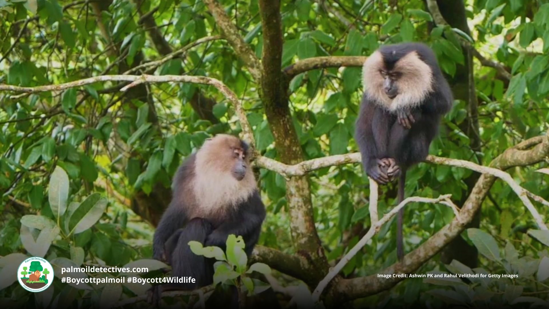 Lion-tailed Macaque Macaca silenus - Asia India #Boycottpalmoil #Boycott4Wildlife