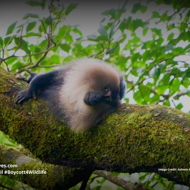 Lion-tailed Macaque Macaca&nbsp;silenus