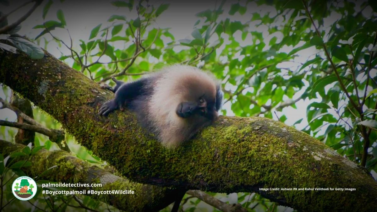 Lion-tailed Macaque Macaca&nbsp;silenus