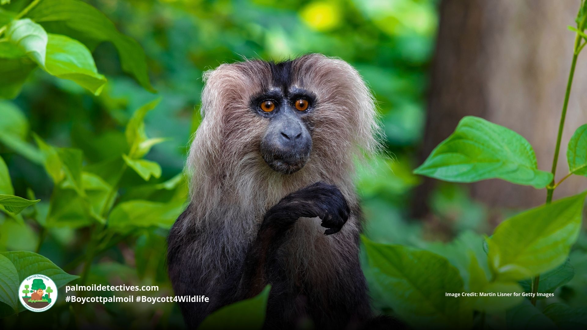 Lion-tailed Macaque Macaca silenus - Asia India #Boycottpalmoil #Boycott4Wildlife
