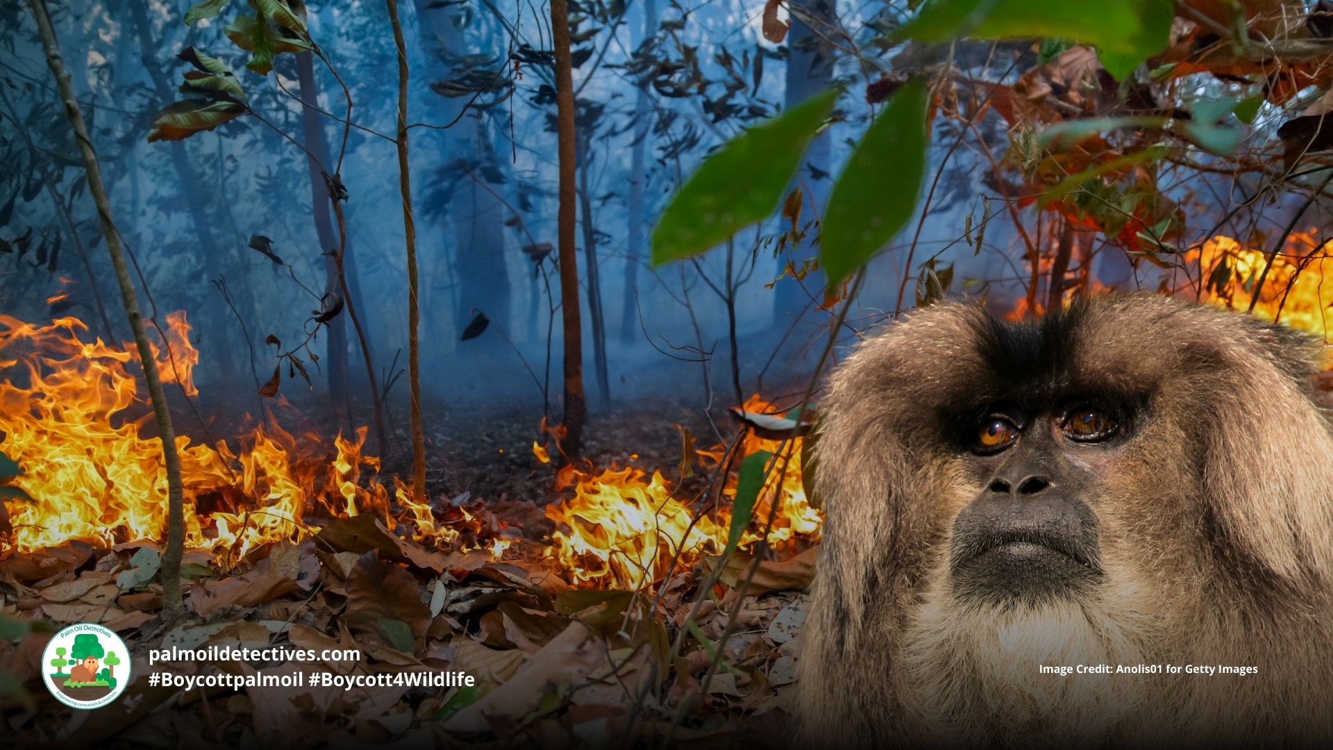 Lion-tailed Macaque Macaca silenus - Asia India #Boycottpalmoil #Boycott4Wildlife