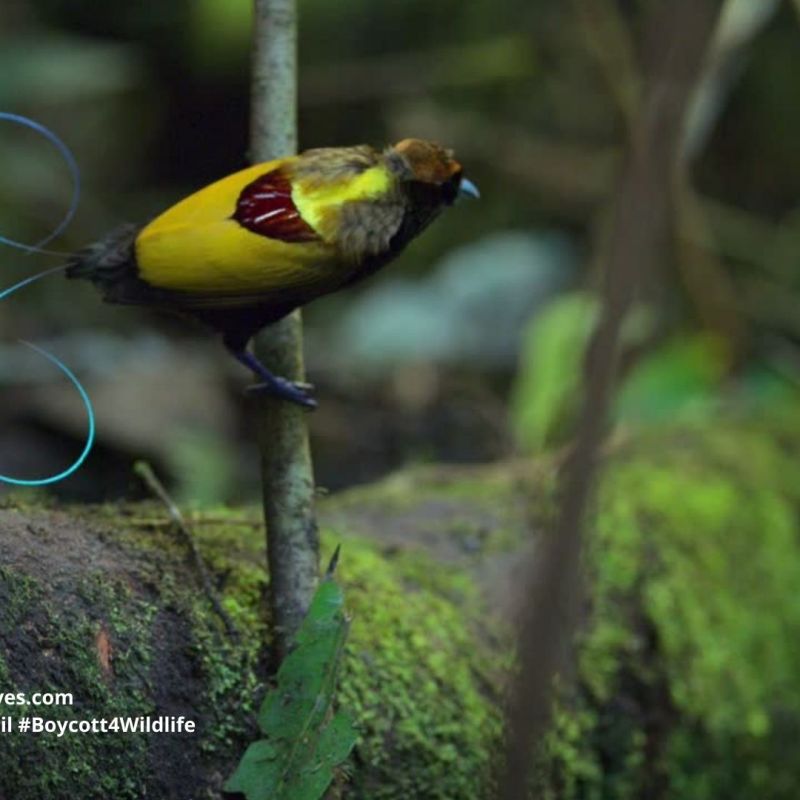 Magnificent Bird of Paradise Cicinnurus&nbsp;magnificus