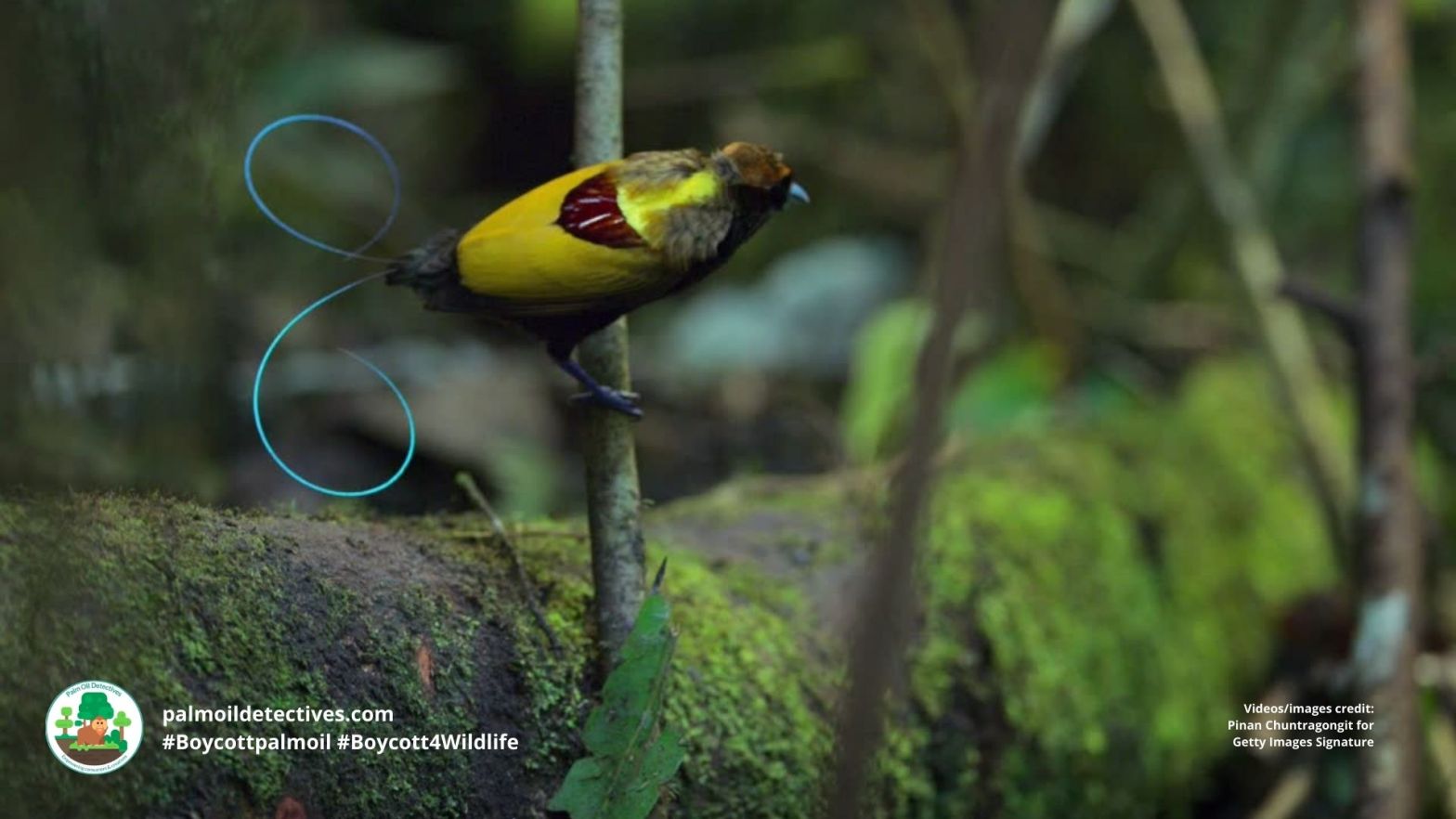 Magnificent bird of paradise - Papua New Guinea and West Papua
