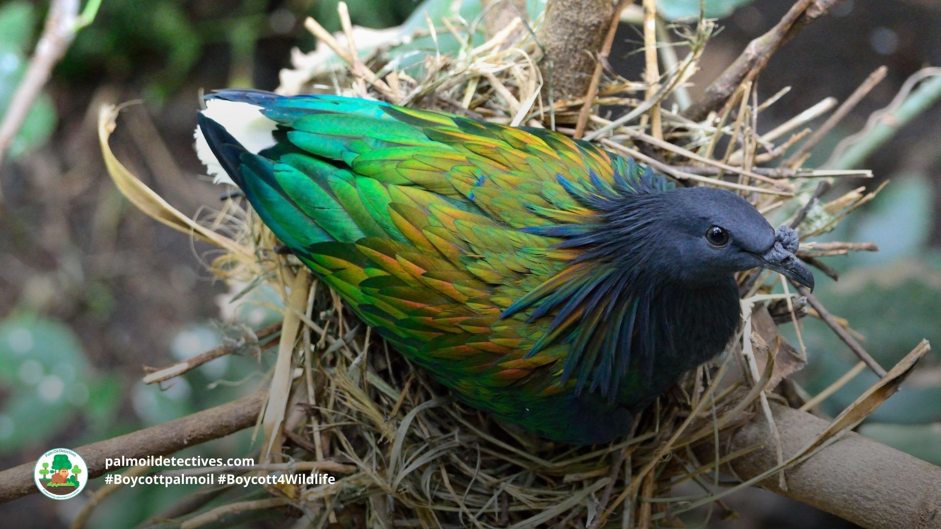 Nicobar pigeon Caloenas nicobarica - India Asia