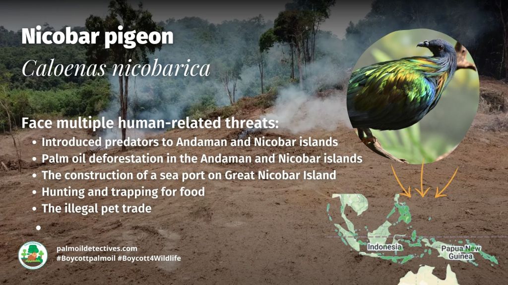 Nicobar pigeon Caloenas nicobarica - India Asia threats