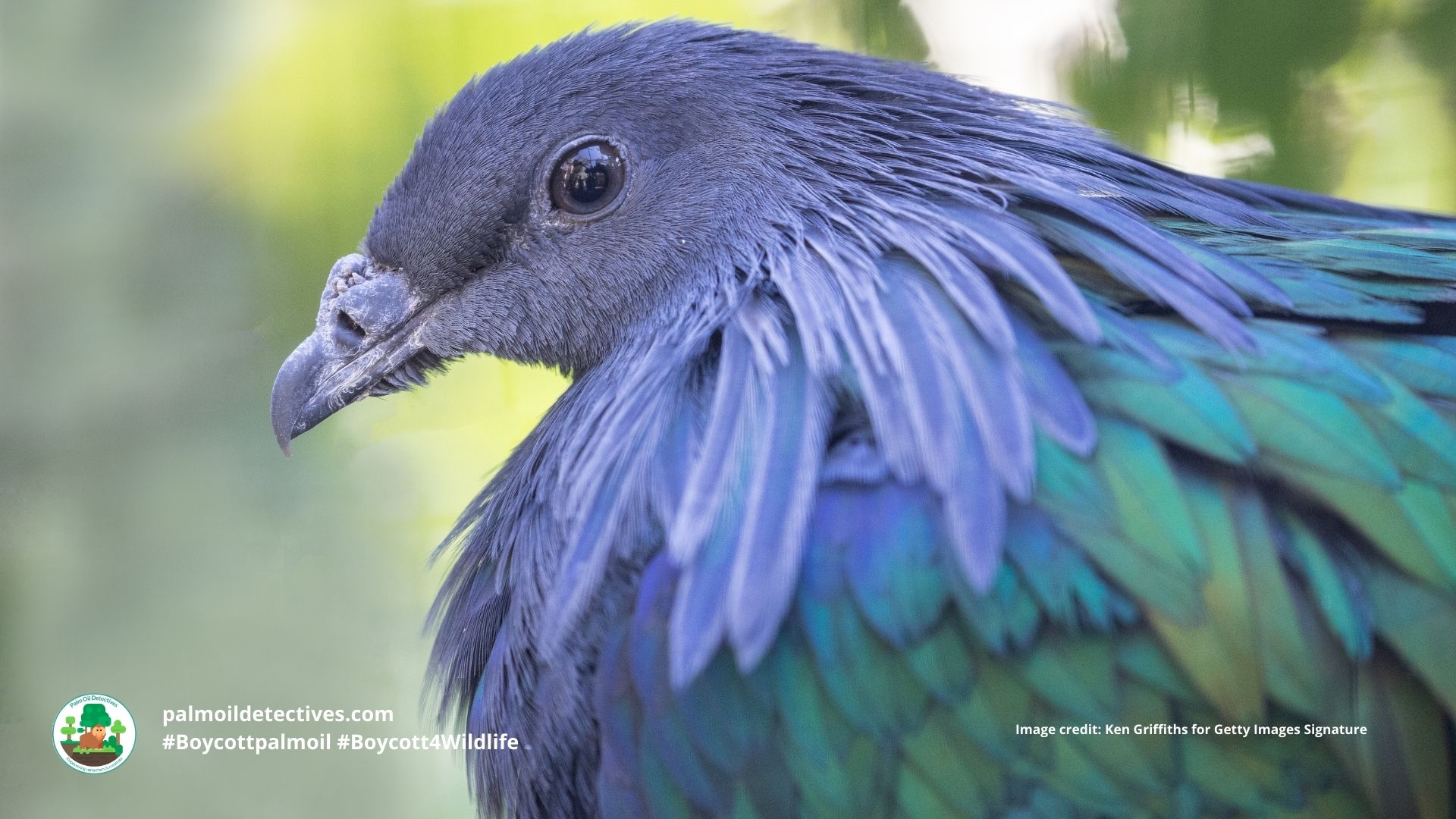 Nicobar pigeon Caloenas nicobarica - India Asia