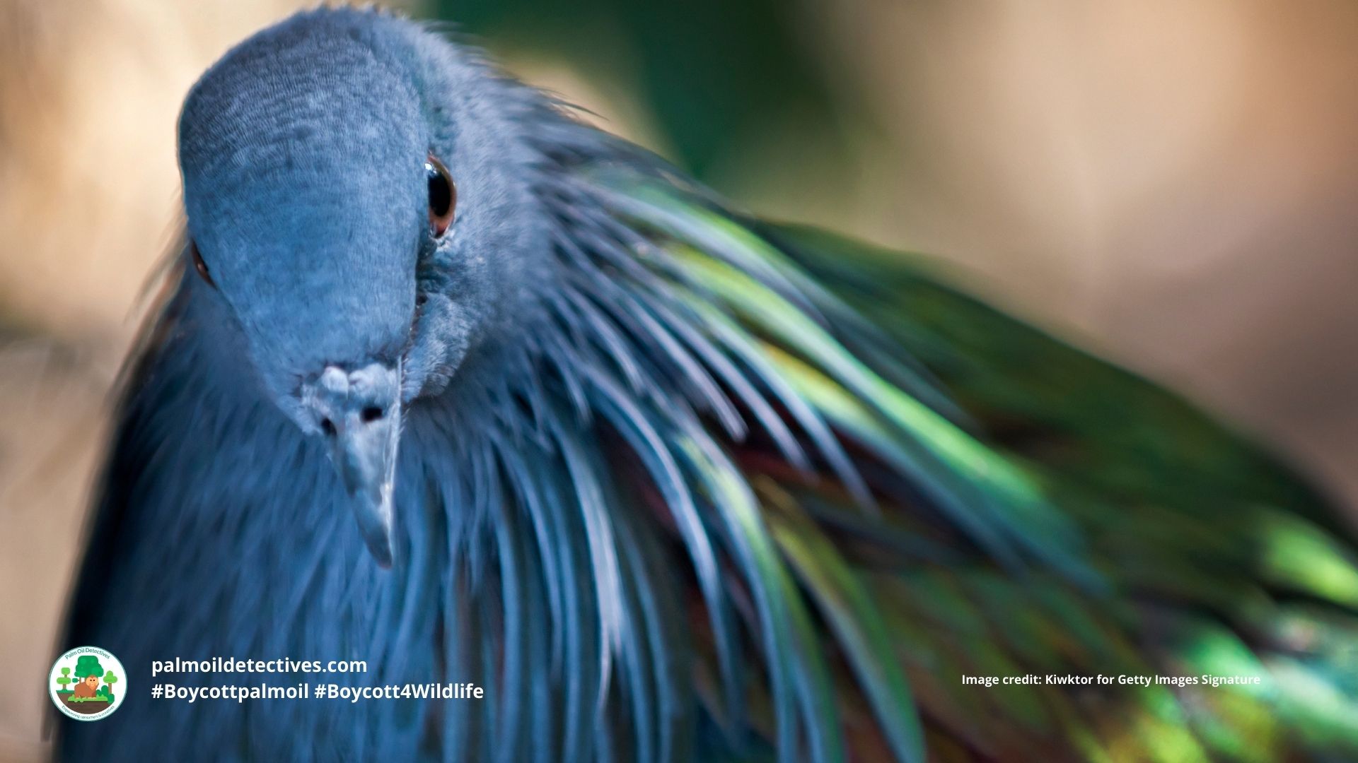 Nicobar pigeon Caloenas nicobarica - India Asia