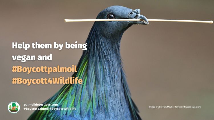 Nicobar pigeon Caloenas nicobarica - India Asia