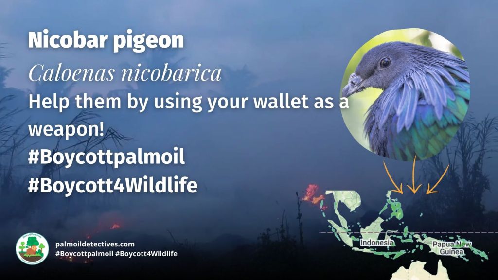 Nicobar pigeon Caloenas nicobarica - India Asia